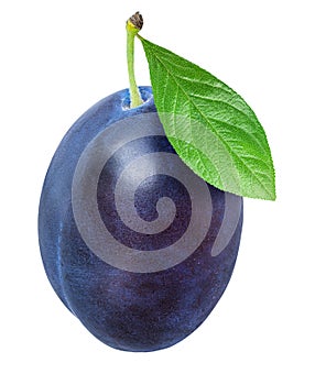 Blue plum isolated on white background