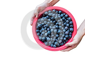 Blue plum in a red bowl in the male hands of a farmer