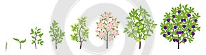 Blue Plum tree growth stages. Vector illustration. Ripening period progression. Damsons fruit tree life cycle animation plant