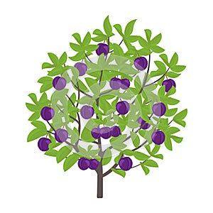 Blue Plum tree. Vector illustration. Damsons fruit tree plant. Flat vector color Illustration clipart. Ripe Prunus on a tree