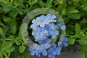 Blue Plumbaginaceae flower in the garden. photo