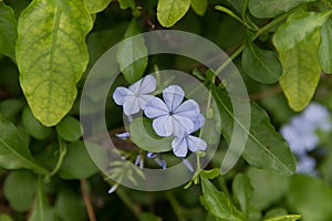 Blue Plumbaginaceae flower in the garden. photo