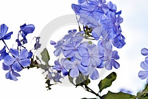 Blue plumbago