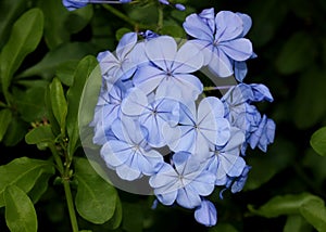 Blue Plumbago, Cape plumbago, Plumbago auriculata, Cape leadwort