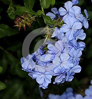 Blue Plumbago, Cape plumbago, Plumbago auriculata, Cape leadwort