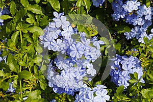 Blue plumbago flowers