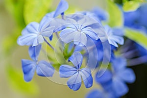 Blue plumbago flowers in in garden