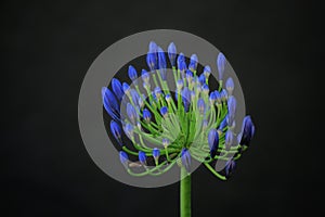 Blue plumbago isolated against a black background. Blossoms and flowers with empty copy space