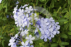 Blue plumbago plant in full blooming