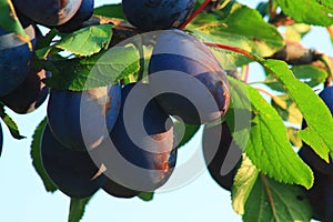 Blue plums