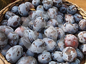 Blue plums in a basket healthy food nutrition 
