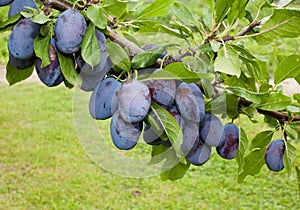 Blue plums on the branch