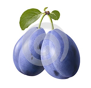 Blue plums on branch isolated on white background