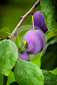 Blue plums on the tree