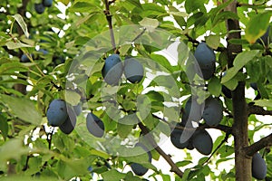 Blue plums tree
