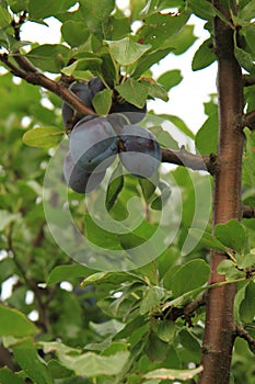 Blue plums tree