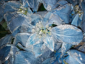 Blue poinsettias