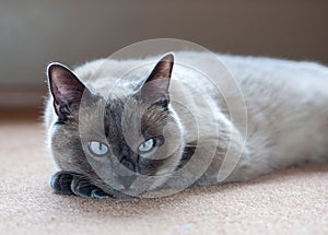 Blue-point Domestic Short-Hair Cat