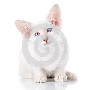 Blue-point siamese cat portrait