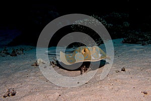 Blue point sting ray