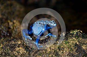 Blue poison dart frog photo