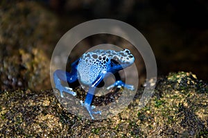 Blue poison dart frog