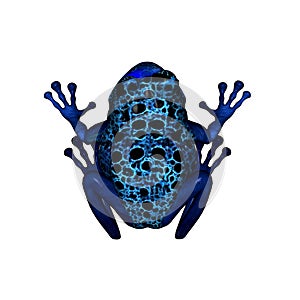 Blue Poison Dart Frog