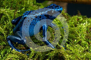 Blue poison dart frog