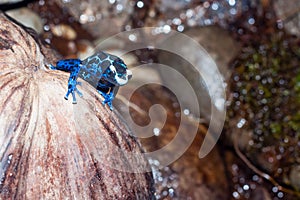 Blue poison dart frog.