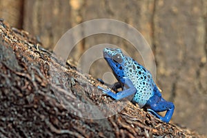 Blue Poison-dart Frog