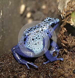 Blue Poison Dart Frog