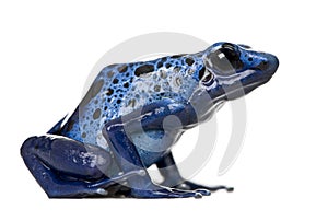 Blue Poison Dart frog against white background photo