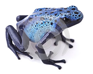 Blue poison dart frog Amazon rain forest