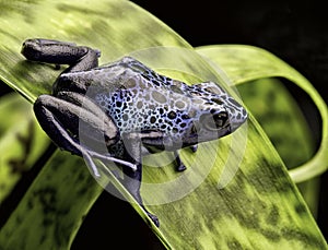 Blue poison dart frog Amazon rain forest