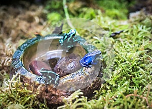 Blue poison dart frog