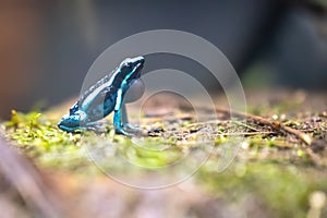 The blue poison dart frog or blue poison arrow frog a poison dart frog