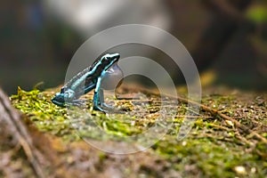 The blue poison dart frog or blue poison arrow frog a poison dart frog found in the \