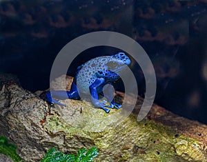 Blue-Poison-Dart-Frog (Dendrobates-azureus)