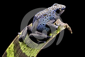 Blue poison dart frog