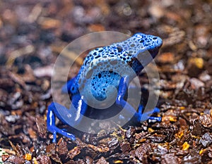 Blue-Poison-Dart-Frog Dendrobates-azureus resides in Northeastern-South-America