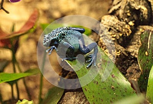 Blue poison dart frog Dendrobates tinctorius azureus