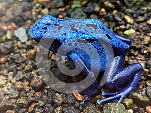 Blue poison dart frog Dendrobates tinctorius azureus, Blue poison arrow frog, Der Blaue Baumsteiger, Azurblauer Baumsteiger