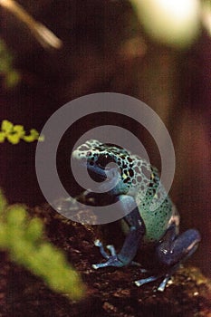 Blue poison dart frog Dendrobates tinctorius azureus