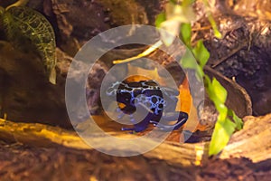 Blue poison-dart frog - Dendrobates tinctorius azureus in terrarium