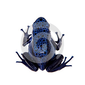 Blue Poison dart frog, Dendrobates tinctorius Azureus, on white