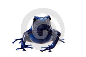 Blue Poison dart frog, Dendrobates tinctorius Azureus, on white