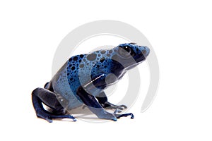 Blue Poison dart frog, Dendrobates tinctorius Azureus, on white