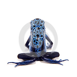 Blue Poison dart frog, Dendrobates tinctorius Azureus, on white