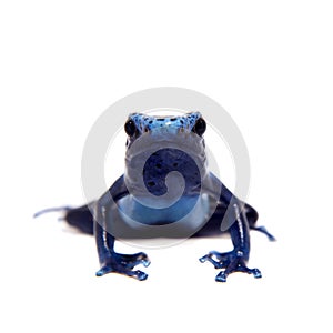 Blue Poison dart frog, Dendrobates tinctorius Azureus, on white