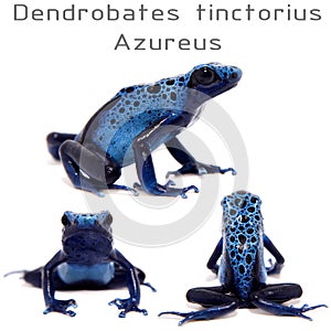 Blue Poison dart frog, Dendrobates tinctorius Azureus, on white